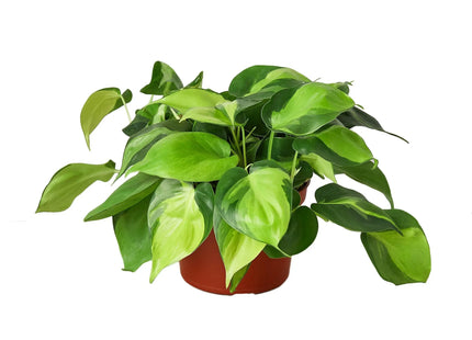 Philodendron 'Brasil'