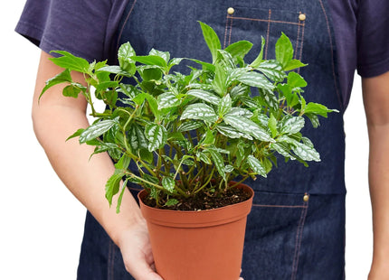 Pilea 'Aluminum'