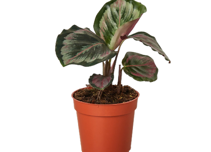 Calathea Roseopicta 'Medallion' II - 6" Pot