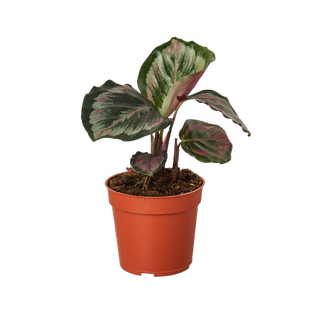 Calathea Roseopicta 'Medallion' II - 6" Pot