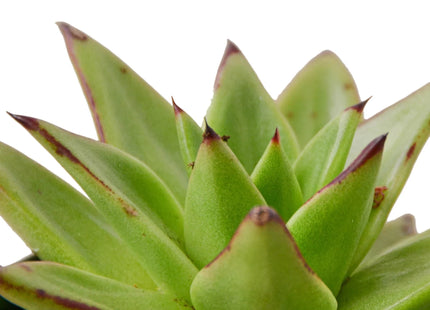 Lipstick Echeveria