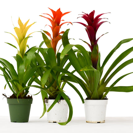 3 Guzmania Bromeliads - Live Plants - 1FT Tall - FREE Care Guide - 4" Pots