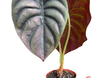 Alocasia 'Red Secret'