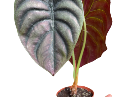 Alocasia 'Red Secret'