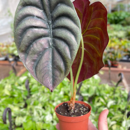 Alocasia 'Red Secret'