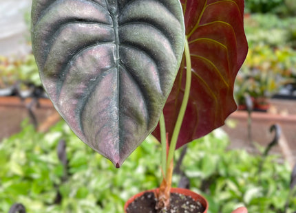 Alocasia 'Red Secret'