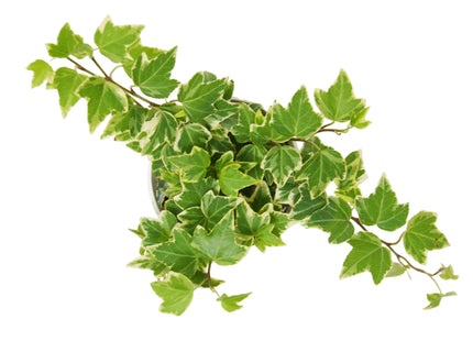 English Ivy 'Eva'
