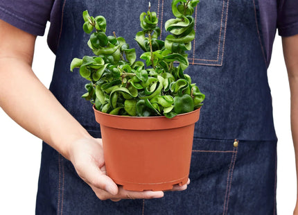 Hoya Rope Plant