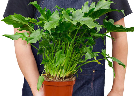 Philodendron ‘Little Hope'
