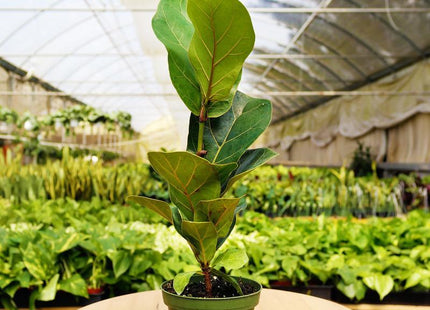 1 Mystery Plant Monthly Subscription Box