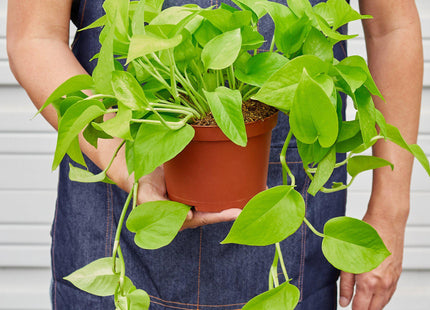 Pothos 'Neon'