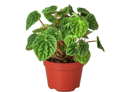 Peperomia 'Ripple'