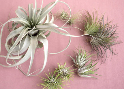 Mothers Day Air Plant Bundle