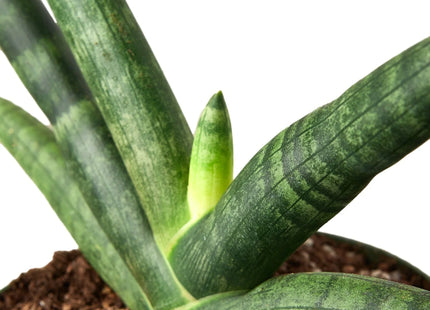 Snake Plant Starfish