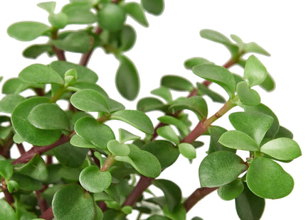 Succulent 'Elephant Bush'