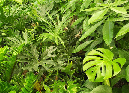 1 Mystery Plant Monthly Subscription Box