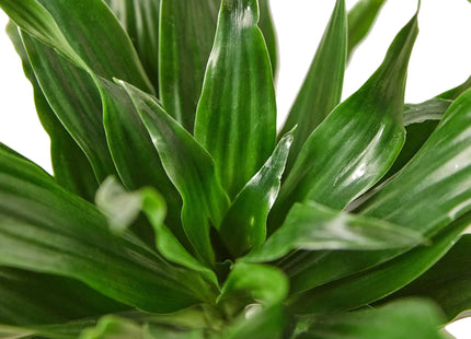 Dracaena 'Janet Craig'