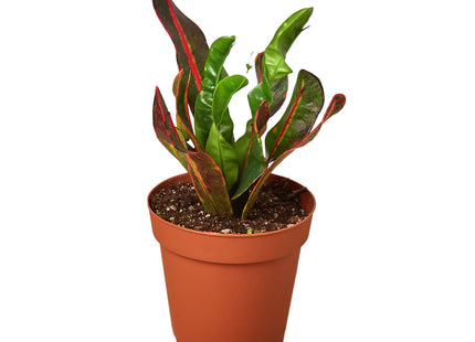 Croton 'Mammy'