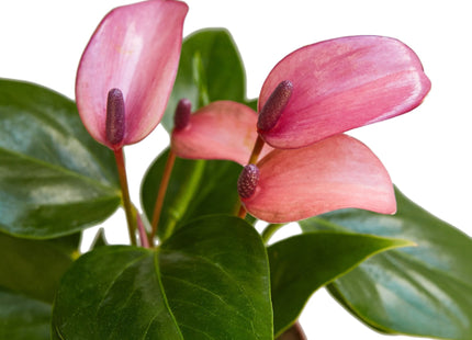 Anthurium 'Purple'