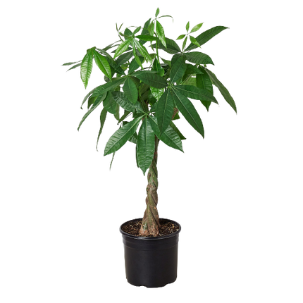 Money Tree 'Guiana Chestnut' Pachira Braid - 10" Pot