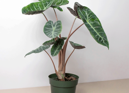Alocasia Pink Dragon