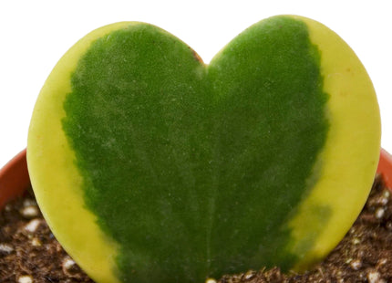 Hoya 'Sweetheart Variegated'