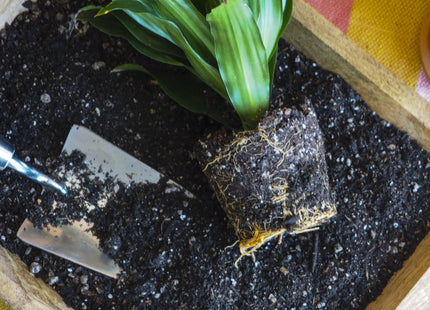 Indoor Plant Potting Soil - Puck