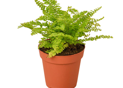 Cotton Candy Fern