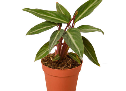 Stromanthe Sanguinea
