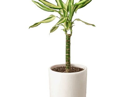 Dracaena 'Sted Sol Cane'