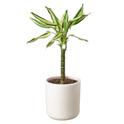 Dracaena 'Sted Sol Cane'