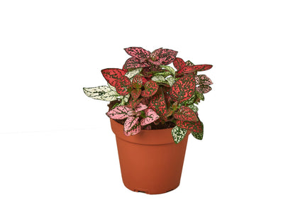 Hypoestes 'Polka Dot'