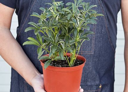 Schefflera Moonlight 'Umbrella Plant'
