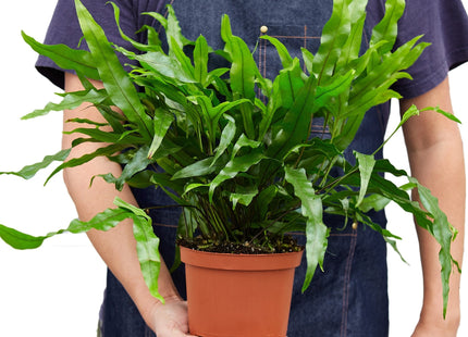 Fern 'Kangaroo Paw'