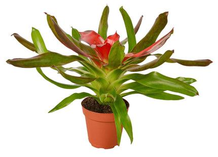 Bromeliad Medusa