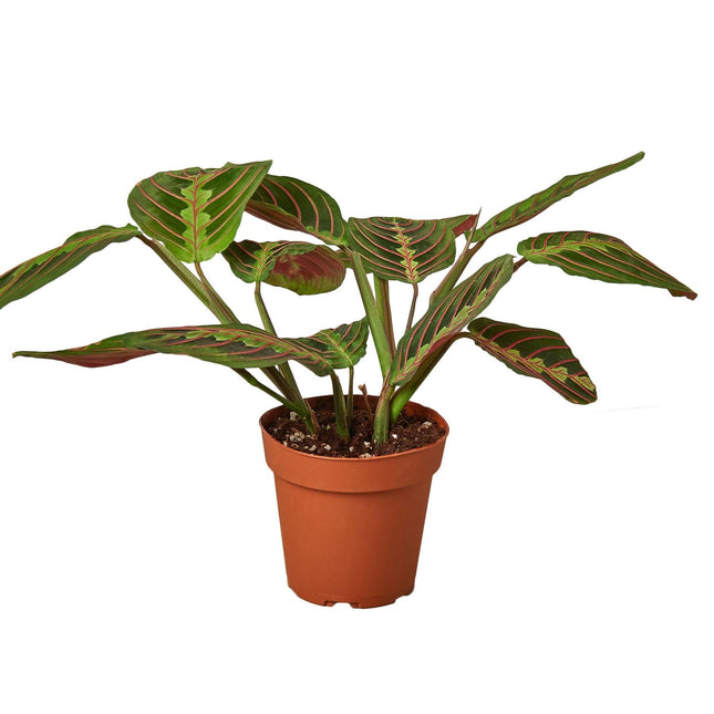 Maranta Red Prayer | Live Plant for Indoor & Outdoor | House Plant Decor