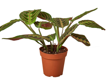 Maranta Red Prayer