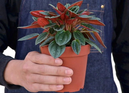 Peperomia Rosso