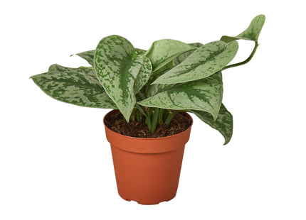 Pothos 'Silver Splash'