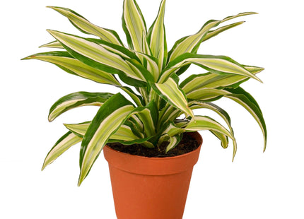 Dracaena 'Malaika'