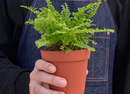 Cotton Candy Fern