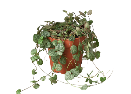 Succulent 'String of Hearts'
