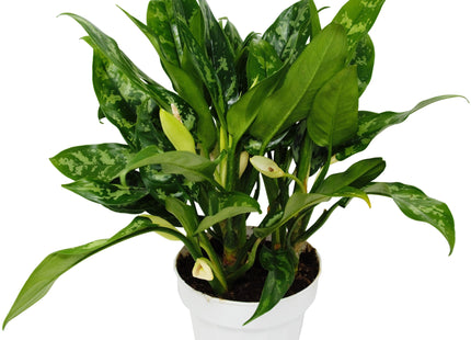 Chinese Evergreen 'Maria'