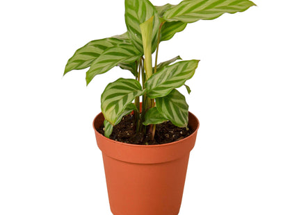 Calathea Concinna 'Freddie'