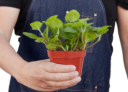 Pilea 'Crinkle'