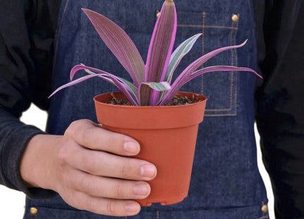 Oyster Plant 'Moses in the Cradle'