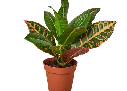 Croton Petra 'Joseph's Coat'