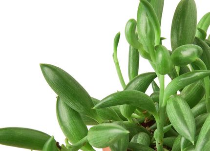 Succulent 'String of Bananas'