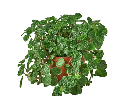 Pilea 'Crinkle'