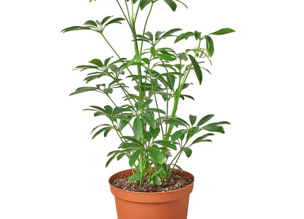 Schefflera Arboricola 'Umbrella'